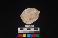 藏品(貝殼)的圖片