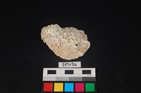 藏品(貝殼)的圖片