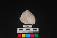 藏品(貝殼)的圖片