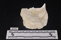 藏品(貝殼)的圖片