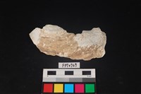 藏品(貝殼)的圖片