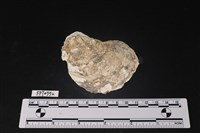 藏品(貝殼)的圖片