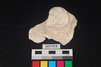 藏品(貝殼)的圖片