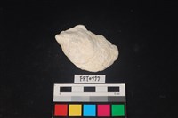 藏品(貝殼)的圖片