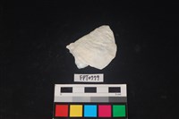 藏品(貝殼)的圖片