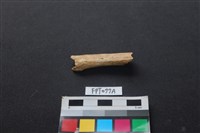 藏品(哺乳類動物骨)的圖片