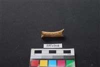 藏品(哺乳類動物骨)的圖片