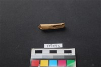 藏品(哺乳類動物骨)的圖片