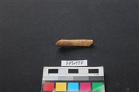 藏品(哺乳類動物骨)的圖片