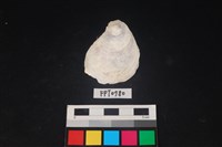 藏品(貝殼)的圖片