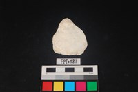 藏品(貝殼)的圖片