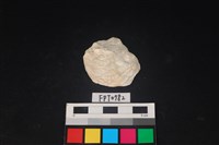 藏品(貝殼)的圖片