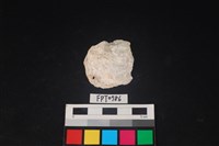 藏品(貝殼)的圖片