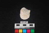 藏品(貝殼)的圖片