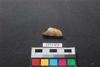 藏品(哺乳類動物骨)的圖片