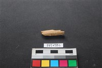 藏品(哺乳類動物骨)的圖片