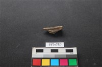 藏品(哺乳類動物骨)的圖片