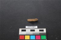 藏品(哺乳類動物骨)的圖片