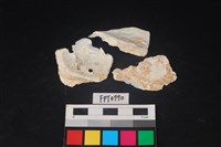 藏品(貝殼)的圖片