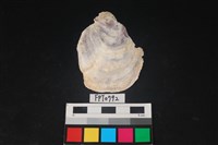 藏品(貝殼)的圖片