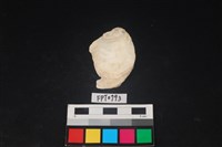 藏品(貝殼)的圖片