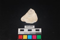 藏品(貝殼)的圖片