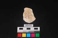 藏品(貝殼)的圖片