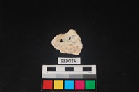 藏品(貝殼)的圖片