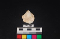 藏品(貝殼)的圖片