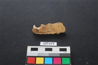 藏品(魚骨)的圖片