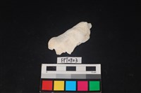 藏品(貝殼)的圖片