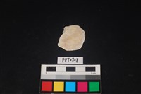 藏品(貝殼)的圖片