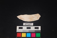 藏品(貝殼)的圖片