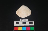 藏品(貝殼)的圖片