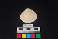 藏品(貝殼)的圖片