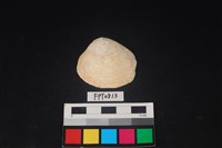 藏品(貝殼)的圖片