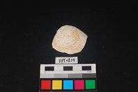 藏品(貝殼)的圖片