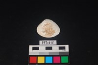 藏品(貝殼)的圖片