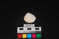 藏品(貝殼)的圖片