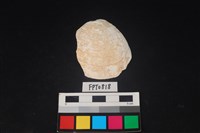 藏品(貝殼)的圖片