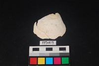 藏品(貝殼)的圖片