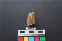 藏品(鹿骨)的圖片