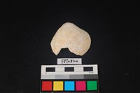 藏品(貝殼)的圖片