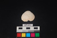 藏品(貝殼)的圖片