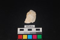 藏品(貝殼)的圖片