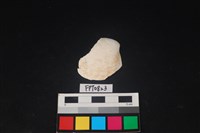 藏品(貝殼)的圖片