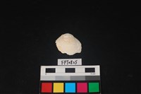 藏品(貝殼)的圖片