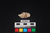 藏品(貝殼)的圖片