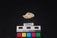 藏品(貝殼)的圖片