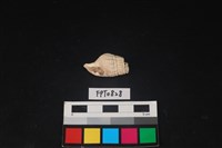 藏品(貝殼)的圖片